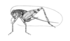 Miogryllodes panamae Hebard, 1928: Plate II. Fig.1. Female. Whole insect. Lateral view of type. (Otu).