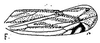 Forewing: !! display not done !! on Scaphoidula cingulata Osborn, 1923: forewing. (Observation).