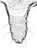 Abdomen, sternal apodemes, ventral view.: Cauda (CA) of A. urticata. (Observation).