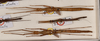 CollectionObject 1586090; QIMR QM T244739-T244740, 175ff28a-d506-43cf-aad5-07437cba24d4: copyright QM, Brisbane. male (holotype) & female x2 (paratypes). (CollectionObject).