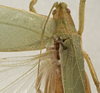 CollectionObject 1582517; f064c021-1f0f-44b7-94a8-324f60312a4a: male pronotum, dorsal view (syntype of Microprion ceylonicus). (CollectionObject).