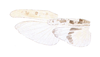 Conozoa hyalina (McNeill, 1901): wings. (Otu).
