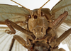 CollectionObject 1529733; 56738053-1ee8-455b-a7f7-dc78c1e24cb7: female face (holotype). (CollectionObject).