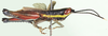 Racilia femoralis Stål, 1878: lateral view. (Otu).