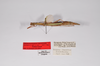 CollectionObject 1563569; d53ba9aa-c1b4-4396-b16a-a2c3102a09f9: copyright ZMHB, Berlin. female, lateral view (paratype). (CollectionObject).;CollectionObject 1563570; b9606b8b-edc8-49be-a110-00ac36b485a8: copyright ZMHB, Berlin. female, lateral view (paratype). (CollectionObject).