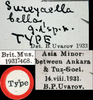 CollectionObject 1517402; 5a91da56-2447-4e0a-8327-0ce4adcced3f: labels (holotype). (CollectionObject).