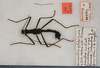CollectionObject 1561009; a78af9b4-2257-4af5-936f-b37ef7e0fa50: Copyright USNM, Washington. male (holotype). (CollectionObject).
