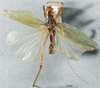 CollectionObject 1506477; a7584173-6fbb-432e-843b-2d1a3ad69e3e: male habitus dorsal view (topotype). (CollectionObject).