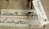 CollectionObject 1529813; aea8bd65-1ced-4a1d-a4a5-1eace7725258: labels (holotype). (CollectionObject).