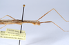 CollectionObject 1590082; 3f68a9ae-43ee-444f-8867-92023ed8e6e1: copyright MNHN, Paris. male: head & thorax, also data labels, lateral view (holotype). (CollectionObject).