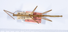 CollectionObject 1559372; 9f1f4bd7-cc3c-4514-9e2d-cd675de77069: copyright ANSP. male, dorsal view (holotype). (CollectionObject).