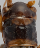 CollectionObject 1538079; 20db3328-83a4-484b-8da1-f3428c86a7fe: Female pronotum, dorsal view (holotype). (CollectionObject).