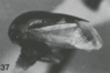 Habitus, lateral view: !! display not done !! on Micrutalis henki Sakakibara, 1999: (Observation).