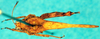 CollectionObject 1580808; d4b3ed8b-c948-4934-b5ce-48eb5a0d42e7: male, dorsal view (syntype). (CollectionObject).