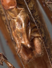 CollectionObject 1506564; 150cc512-9bff-498a-80db-2d89d0d916a7: male abdomen tip, ventral view (possible type). (CollectionObject).