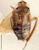 Habitus, dorsal view on Conoscelis Abdul-Nour, 1988: Conoscelis remanei, dorsal habitus (BMNH). (Observation).