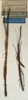CollectionObject 1557742; 5c19e1dd-7ea1-428e-a2a1-c2c707f2e869: copyright NMW, Vienna. female juv. of synonym Carausius serratus (lectotype on right). (CollectionObject).