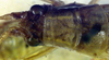 CollectionObject 1516875; 8d552f0d-3790-4494-8555-953ccc81a6b7: male head and pronotum, dorsal view (holotype). (CollectionObject).
