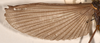 CollectionObject 1562085; 4df377aa-8c7e-43ea-883a-418c911828b5: copyright OUMNH. male wings (syntype). (CollectionObject).;CollectionObject 1562086; de1335ae-5318-468c-8703-16e1e6fc2d2c: copyright OUMNH. male wings (syntype). (CollectionObject).