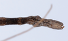 Canuleius vigintiquatuorspinosus Redtenbacher, 1906: copyright ZMUH, Hamburg. male: end of abdomen, dorsal view (syntype). (Otu).