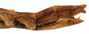 CollectionObject 1578588; RBINS IG: 32700', d2e0fcab-5835-482f-b7d7-388df3aec59c: copyright ISNB, Brussels. female: end of abdomen, lateral view (paratype). (CollectionObject).