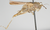 CollectionObject 1577235; 94a6e220-6f82-4ef0-b0ab-9401be90e458: female, lateral view (paratype). (CollectionObject).