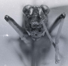 CollectionObject 1526583; c10bfe5a-7355-4276-a1e2-7eb81bba1936: Image C.S. Carbonell. male, frontal view. (CollectionObject).