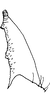 Stylus: !! display not done !! on Maiestas illustris Distant, 1917: Stylus. (Observation).