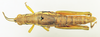 CollectionObject 1571003; e8552d94-115d-4bef-8c6e-c01a91323006: female, dorsal view (allotype). (CollectionObject).