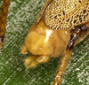 male cerci (Brazil, Paraná, Iguazu Falls). Depicts Agraecia agraecioides (Rehn, 1911), an Otu.