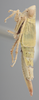 Habitus, lateral view on Athysanella (Gladionura) diversa Ball & Beamer, 1940: Lateral. (Observation).