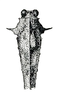 Scelimena boettcheri Günther, 1938: Fig. 71 (after cotype). male, dorsal view. (Otu).
