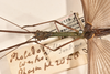 CollectionObject 1562085; 4df377aa-8c7e-43ea-883a-418c911828b5: copyright OUMNH. male: head & thorax, dorsal view (syntype). (CollectionObject).;CollectionObject 1562086; de1335ae-5318-468c-8703-16e1e6fc2d2c: copyright OUMNH. male: head & thorax, dorsal view (syntype). (CollectionObject).