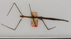 CollectionObject 1561193; e15a0b15-6a04-4cc4-8d19-90d38c185c17: copyright USNM, Washington. female (holotype). (CollectionObject).
