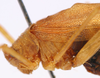 CollectionObject 1517272; ba7d7768-a0bc-464d-8ee7-1bbaa8481d8c: male pronotum, lateral view (holotype). (CollectionObject).