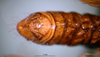 CollectionObject 1530817; 3b4b17be-4b1a-46e8-89e1-bc0f250ba805: male abdomen tip, dorsal view (paratype). (CollectionObject).
