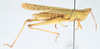 CollectionObject 2856540; CNCI 981341, 0dc55cae-1abd-41af-8a13-683b8af174c1: Metaleptea brevicornis. Lateral view. (CollectionObject).