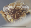 Head on Arocephalus (Arocephalus) longiceps (Kirschbaum, 1868): Head. (Observation).