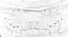 Forewing.: Hairs on subgenital plate of A. urticata. (Observation).