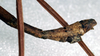 CollectionObject 1561663; NMW 313, 7e3f3992-8c22-4862-8eb8-c7d2dbfc9c6d: copyright NMW, Vienna. male: end of abdomen, lateral view (holotype). (CollectionObject).