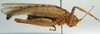CollectionObject 1517023; b5359059-c29d-4268-86d4-7ad6872750dc: male, lateral view (holotype of Meroncidius indistinctus). (CollectionObject).