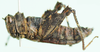 Pseudoschulthessiella whellani Descamps, 1977: lateral view. (Otu).