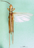 CollectionObject 1501373; 5345fc0f-a785-4145-b42e-ef1a548ee129: male, dorsal view (holotype). (CollectionObject).