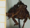 CollectionObject 1517885; 3968b1bc-e441-4ab2-9b4f-a7ebb6bd419d, NHMUK10924451: male, frontal view (holotype). (CollectionObject).