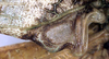 CollectionObject 1531970; 8aadfebb-00be-4c36-b1c9-9c16a7121e15: male left mirror area (syntype). (CollectionObject).