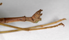 CollectionObject 1558428; 422080b7-dbed-4c79-985f-ff7f31ace417: copyright MNHU, Berlin. male: end of abdomen, lateral view (syntype). (CollectionObject).;CollectionObject 1558429; 33a8bc7e-ff9e-4ab1-a245-de2b3d4f57d2: copyright MNHU, Berlin. male: end of abdomen, lateral view (syntype). (CollectionObject).
