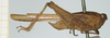 CollectionObject 1517995; 180458c4-d054-4b9b-95eb-220d718705fd, NHMUK010924560: male, lateral view (holotype). (CollectionObject).