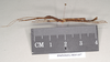 CollectionObject 1563725; 897708d2-cd7d-43bb-9d6c-5b3b03757761: copyright Natural History Museum, London. male, lateral view (paratype). (CollectionObject).;CollectionObject 1563726; b4f219c2-e3ce-4411-8fe1-0bdd27be7058: copyright Natural History Museum, London. male, lateral view (paratype). (CollectionObject).