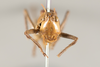 CollectionObject 1499312; 25010166-abb4-4307-b710-313c2725bbe9: Male, frons (holotype). (CollectionObject).