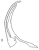 Aedeagus, lateral view: !! display not done !! on Menosoma cinctum (Osborn & Ball, 1898): Aedeagus, lateral view. (Observation).